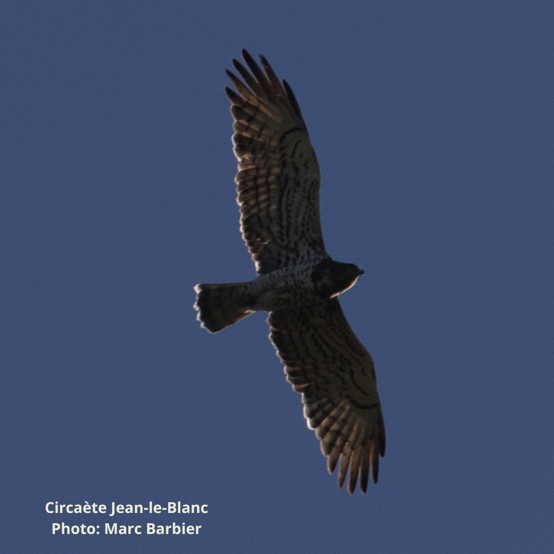 La migration - adaptée aux débutants